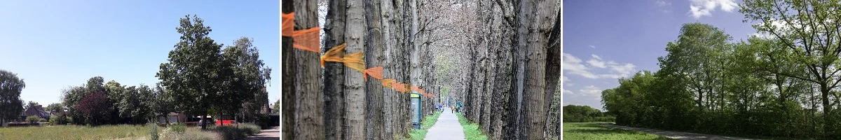 Petitie bomenkap Lokaal Belang Barneveld