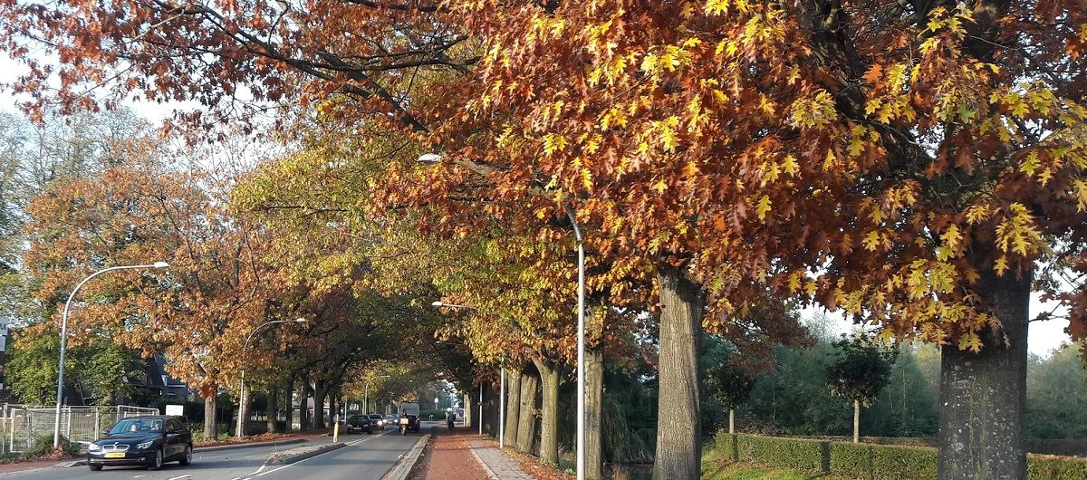 vragen van Lokaal Belang over bomen en overig groen