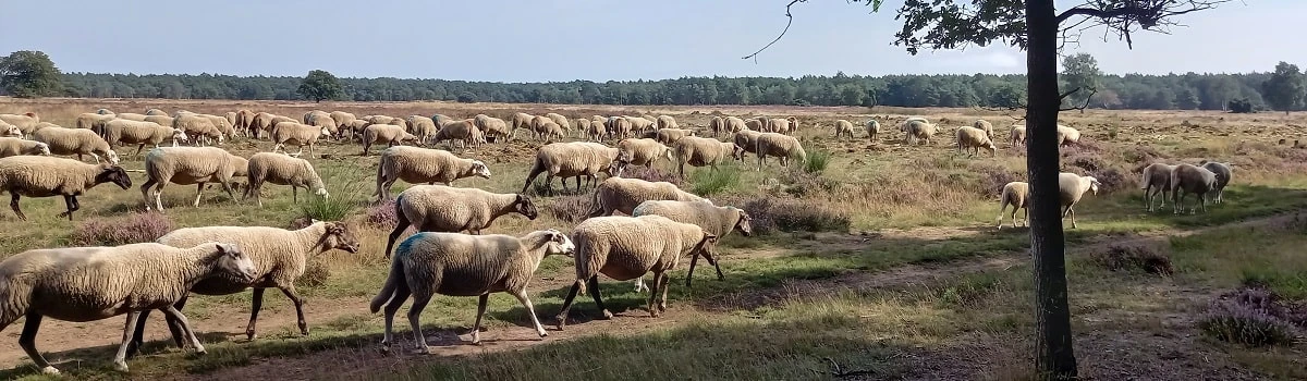 schaapskudde op de heide bij Stroe