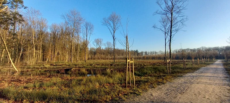 beheer en regie Schaffelaarsebos