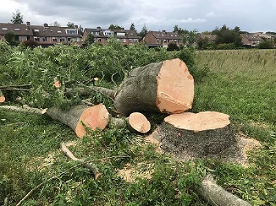 het groene kapitaal bomenkap