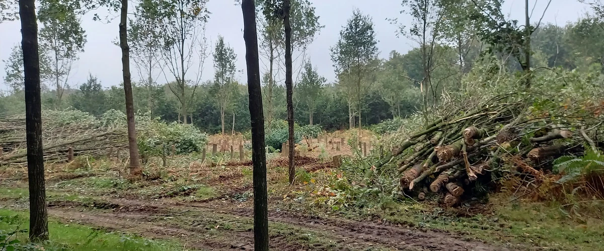 schriftelijke vragen Lokaal Belang bomenkap taartpunt Schaffelaarsebos