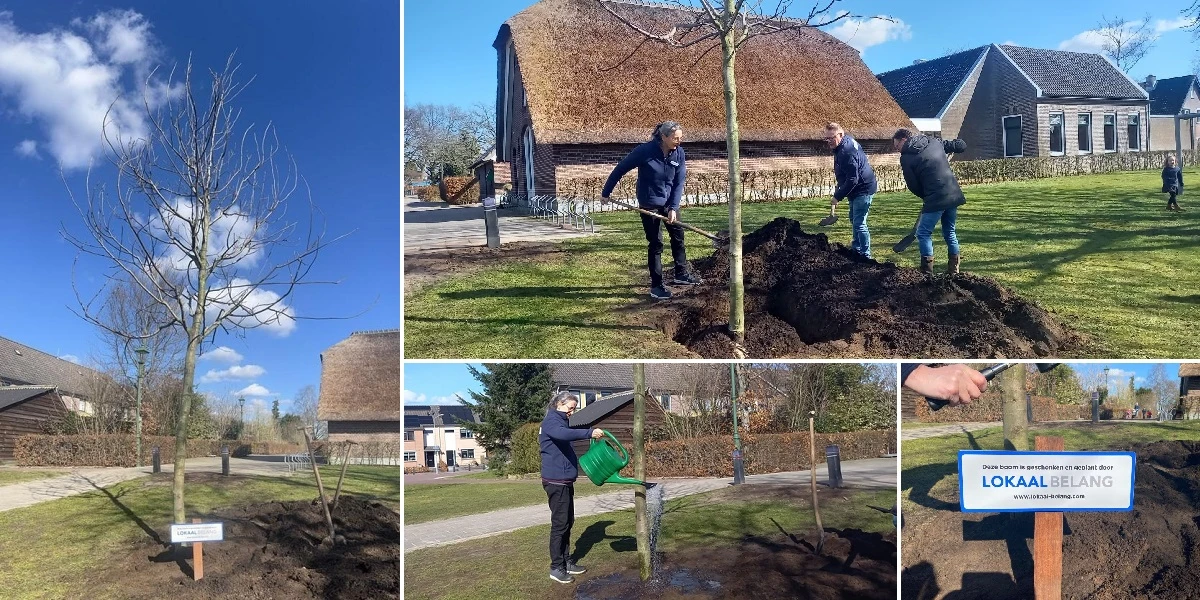 Lokaal Belang plant notenboom in Stroe
