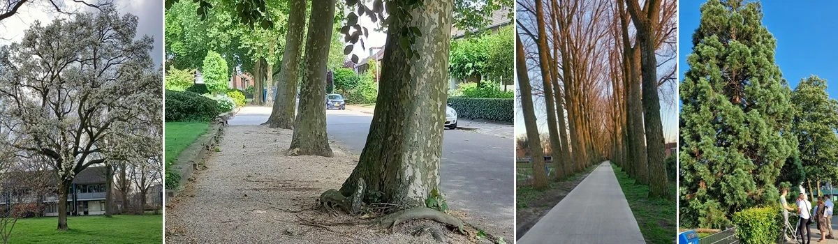 bomen, het groene kapitaal