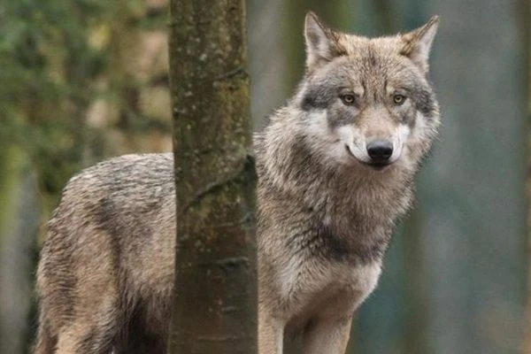 De wolf: bescherming van mens, dier en leefomgeving
