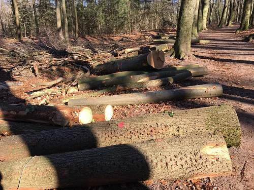Regie over de bossen waaronder het Wilbrinkbos in Voorthuizen