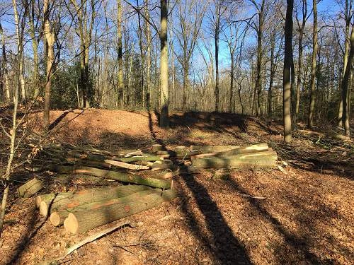 bomenkap in het Wilbrinkbos in Voorthuizen