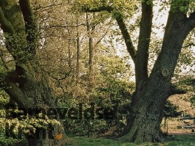 BK 'Honderd grote bomen forse investering'