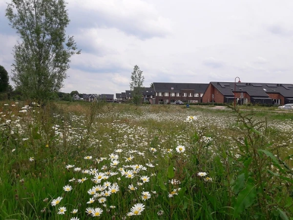 flora en fauna, bloemenweelde in Eilanden-oost