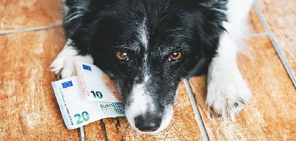 Lokaal Belang wil de hondenbelasting afschaffen