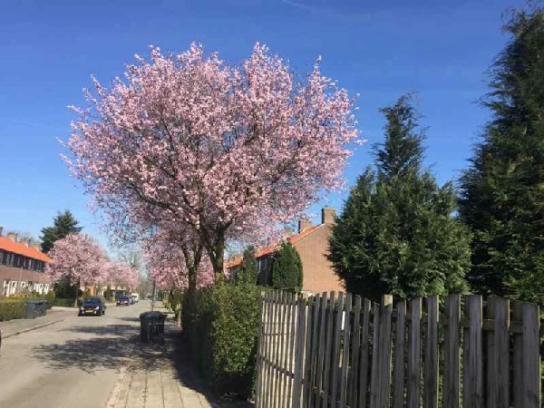 vergroening wijken in Voorthuizen