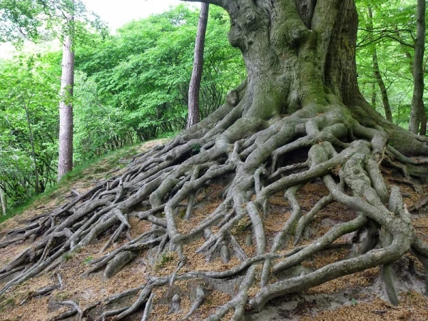 Schriftelijke vragen LB Wilbrinkbos