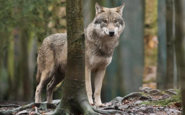 Schriftelijke vragen LB aangaande informatiebijeenkomsten Hoe gaan wij om met de wolf?