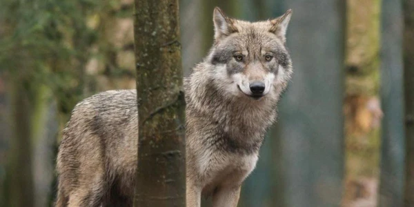 Brief Lokaal Belang over de wolf